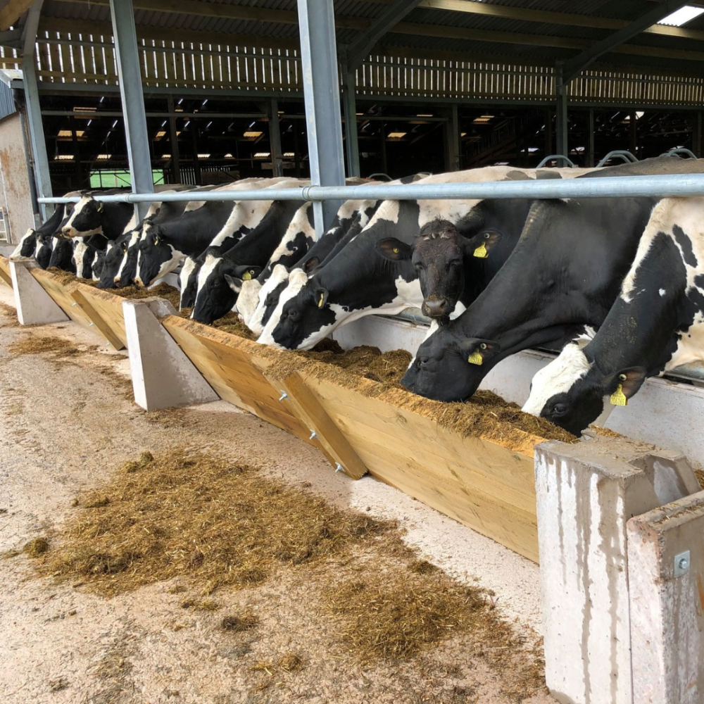 Concrete and timber feeder system