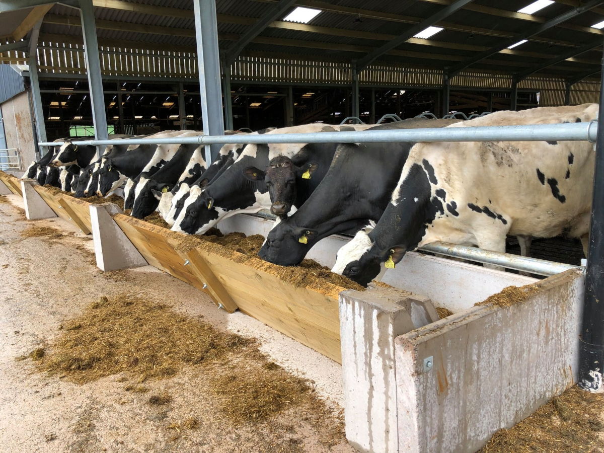 Concrete feeder system with timber inserts