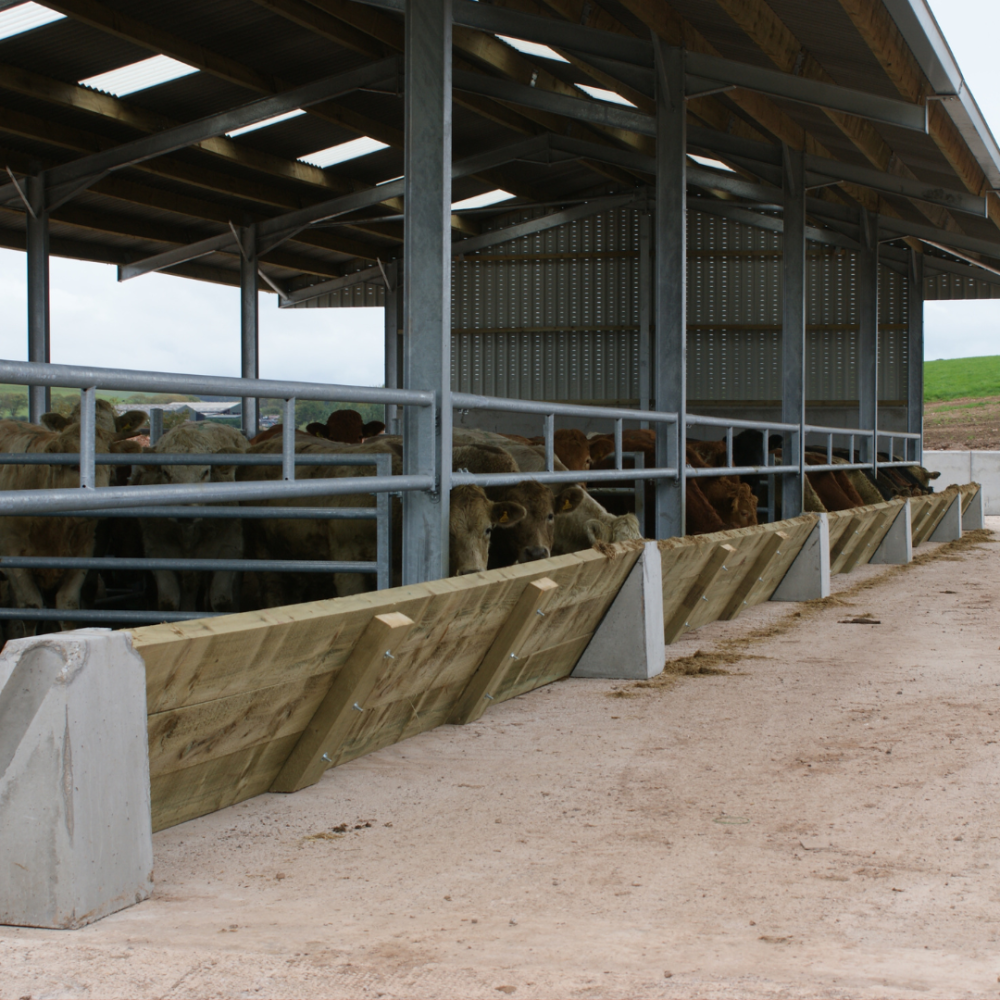 A CWP concrete feeder system installed on a farm, with cows eating from it